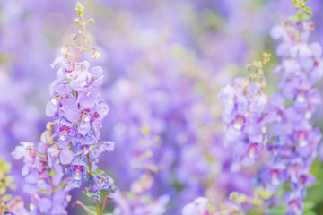 Obraz premium Beautiful flowers blooming in garden