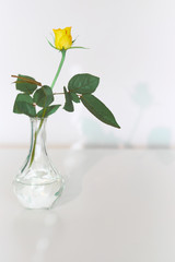 Fresh fragrant yellow rose flower, single rose stem in glass vase, great minimalist design for any purpose. Modern interior decoration ideas for house decor. Greeting card, poster with copy-space.