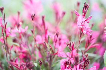 Beautiful flowers blooming in garden