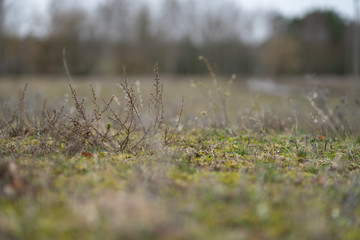 Wet Meadow in Winter
