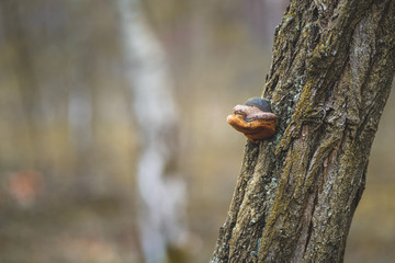 Fungus on a Tree Trunk