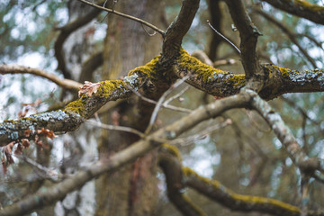 Mossy Branches of a Tree