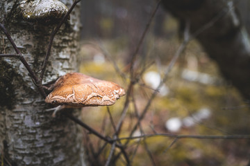 Mushroom on a Tree