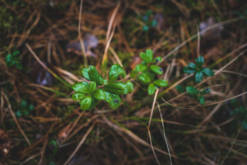 flower in the grass