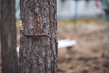 Pine Trunk in Winter