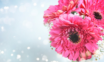 Fresh gerberas (daisy gerber). Spring background