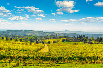 Chianti vineyard panorama and cypresses row. Castelnuovo Berardenga, Siena, Tuscany, Italy - obrazy, fototapety, plakaty