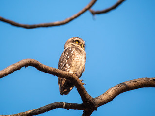 Fototapeta na wymiar A spotted owlet sitting on a branch inside the forests of the Gir National Park in Gujarat, India.