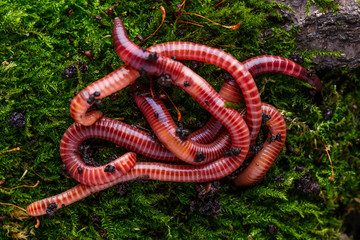 Many living earthworms for fishing in the soil, background