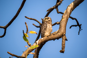 Fototapeta na wymiar A spotted owlet sitting on a branch inside the forests of the Gir National Park in Gujarat, India.
