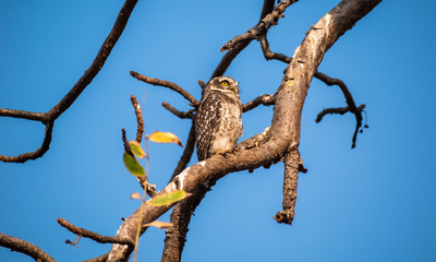 Fototapeta na wymiar A spotted owlet perched on a branch inside the forests of the Gir National Park in Gujarat, India.