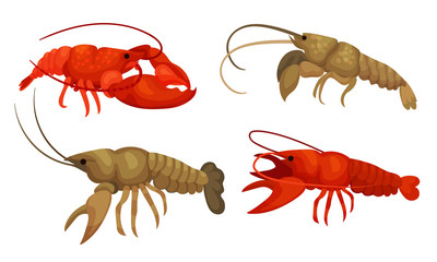 Lobsters with Thick Shell and Strong Chelate Limbs Vector Set