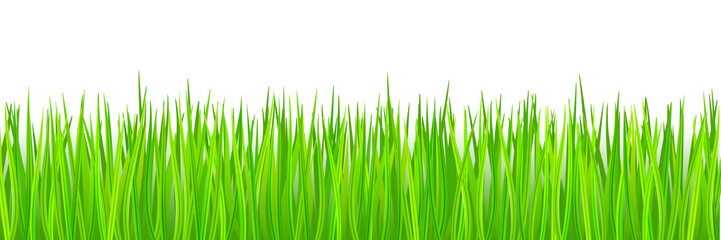 Green grass on white background, panoramic view, vector illustration