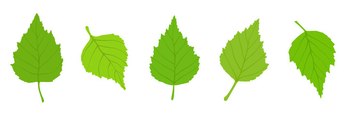 Birch leaves on a white background, spring background, vector illustration