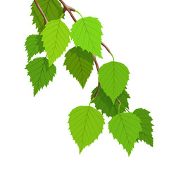 A branch of birch on a white background, young green leaves. Bright spring background, vector illustration