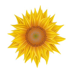 Sunflower on white background, realistic vector, yellow flower on white background