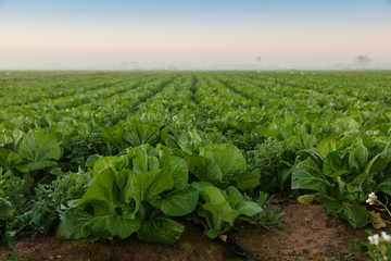 Fototapeta na wymiar Chinese Cabbage field
