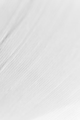 Obraz premium Close-up swan feather texture with selective focus, macro. Concept of tenderness and softness. Beauty vertical wallpaper or backdrop