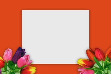 Red spring concept with tulips and white canvas
