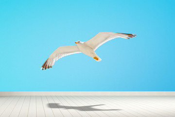 Obraz premium Seagull flying in blue background