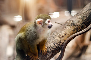 small yellow leg monkey on tree in zoo cage
