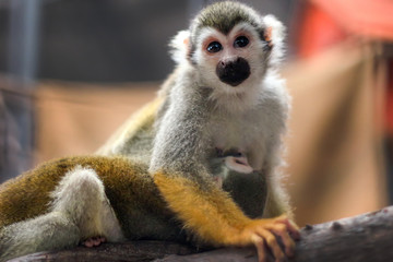small yellow leg monkey on tree in zoo cage