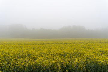 Rapsfeld im Nebel