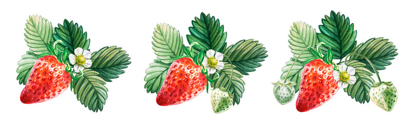 Watercolor set of red juicy strawberries with leaves and flowes. Hand drawn food illustration. Fruit print. For postcards, packages, cards, logo. Summer sweet and bright fruits and berries.