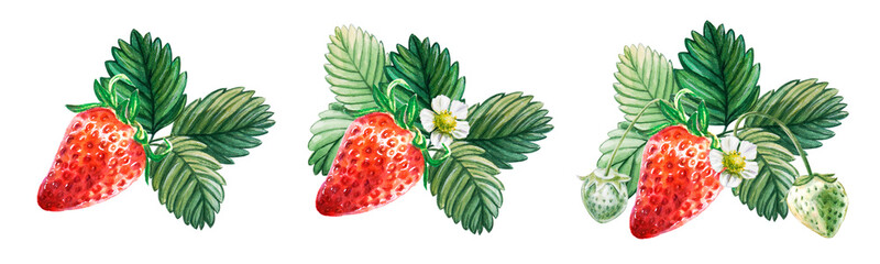 Watercolor set of red juicy strawberries with leaves and flowes. Hand drawn food illustration. Fruit print. For postcards, packages, cards, logo. Summer sweet and bright fruits and berries.