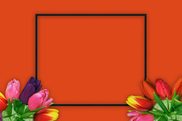 Seasonal spring concept with tulips and red background plus black frame