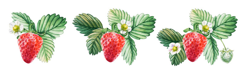 Watercolor set of red juicy strawberries with leaves and flowes. Hand drawn food illustration. Fruit print. For postcards, packages, cards, logo. Summer sweet and bright fruits and berries.