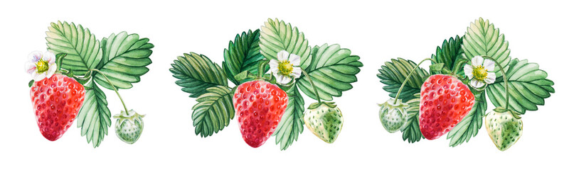 Fototapety  Akwarela zestaw czerwonych soczystych truskawek z liśćmi i flowes. Ręcznie rysowane ilustracja jedzenie. Nadruk z owocami. Na pocztówki, paczki, karty, logo. Letnie słodkie i jasne owoce i jagody.