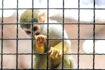 small yellow leg monkey on tree in zoo cage