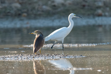 Indian Pond Heron standing near a pond while little egret walking by