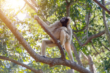indian monkey on tree with sun beam.