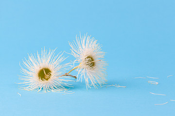 Pair of white eucalyptus flowers on light blue background with copy space