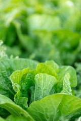 Chinese Cabbage beautiful nature texture