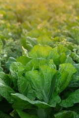 Chinese Cabbage