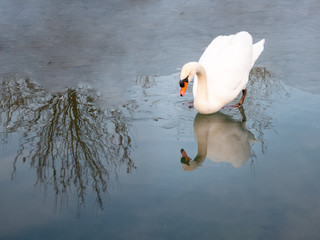 Swan in cold waters