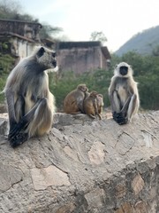 Jaipur monkey temple India