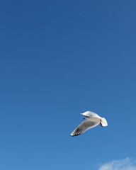 Beautiful sea gulls on a background of blue sky.