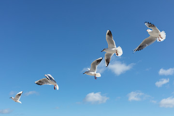 Beautiful sea gulls on a background of blue sky.