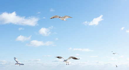 Beautiful sea gulls on a background of blue sky.