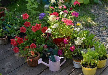 Blooming flowers with pink watering can and tools on patio in the garden.