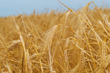 Abstract Background with Wheat