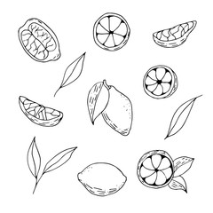 Hand drawn outline lemons set. Citrus vector sketch collection. Hand drawn illustration with fruits.