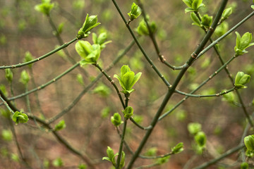 In spring, young green leaves appear on the bush ...