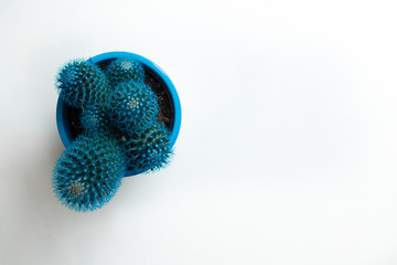 Little turquoise cactus on a white marble background. Copy space. Houseplants concept.