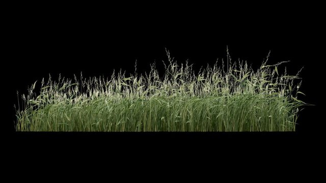 Grass and plants seamless loop, blowing on the wind, isolated on black with alpha matte