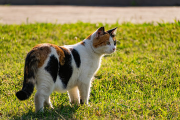 Tricolor young cat on a green grassy lawn of the lawn, resting and playing with a fish, jumping and frolicing in the sun
